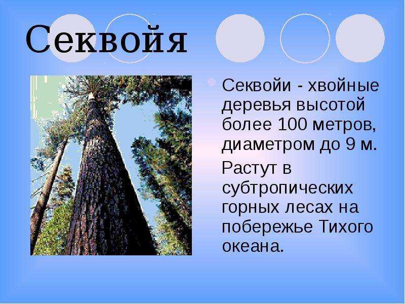 Секвойя природная зона северной америки. Секвойя дерево описание. Секвойя вечнозеленая строение. Секвойя и сосна. Секвойя дерево высота максимальная.
