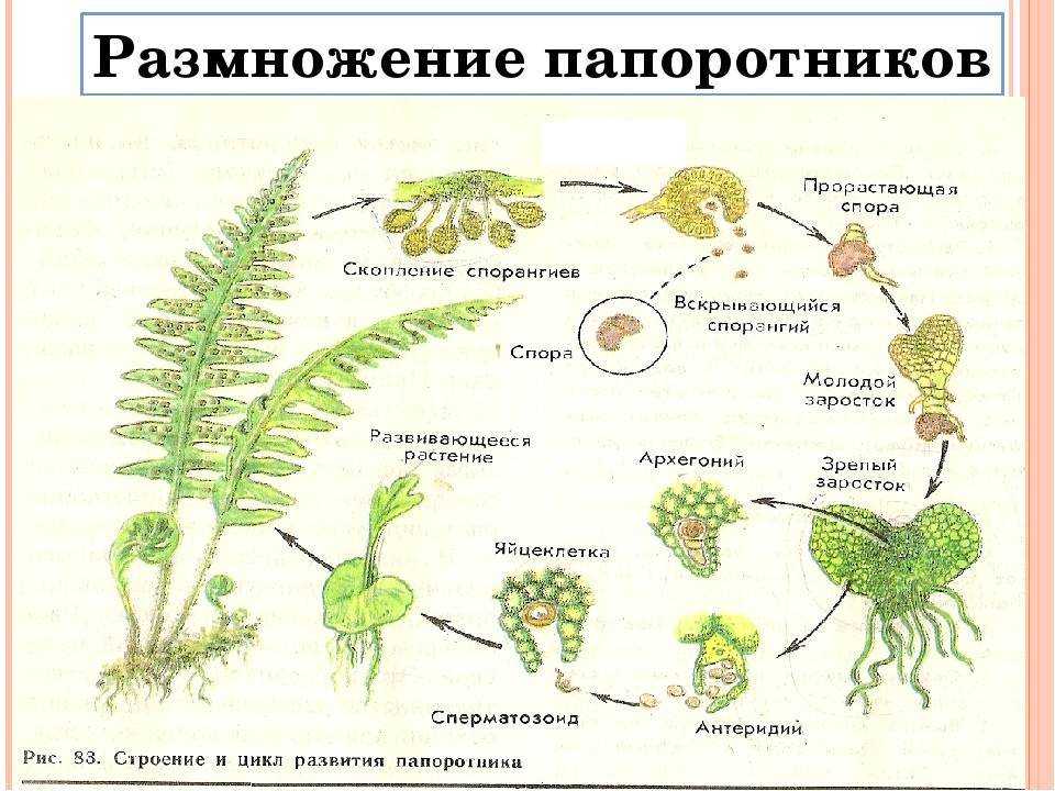 Соотнеси изображения папоротников с их названием