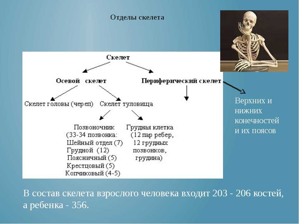 Скелет включает в себя следующие отделы. Отделы скелета человека схема. Осевой отдел скелета. Строение скелета человека таблица. Функции осевого скелета человека.