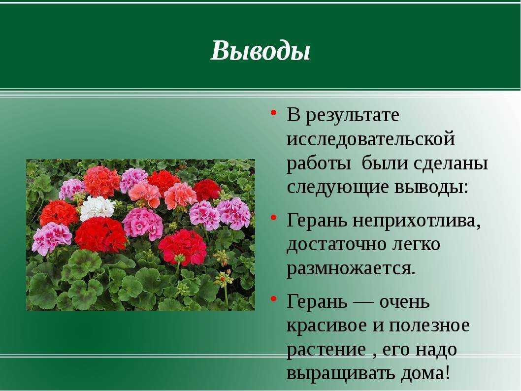 Проект про герань