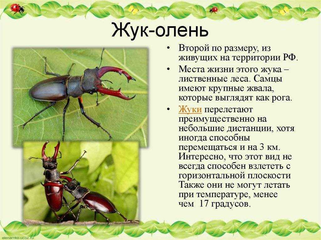 Насекомые картинки и описание для детей