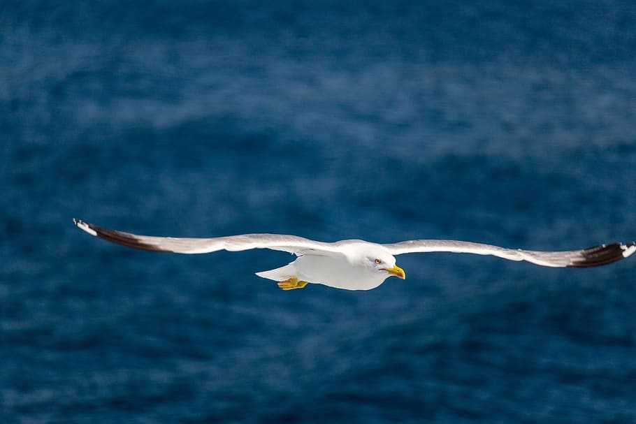 Альбатрос странствующий: описание, происхождение названия, образ жизни, места обитания
