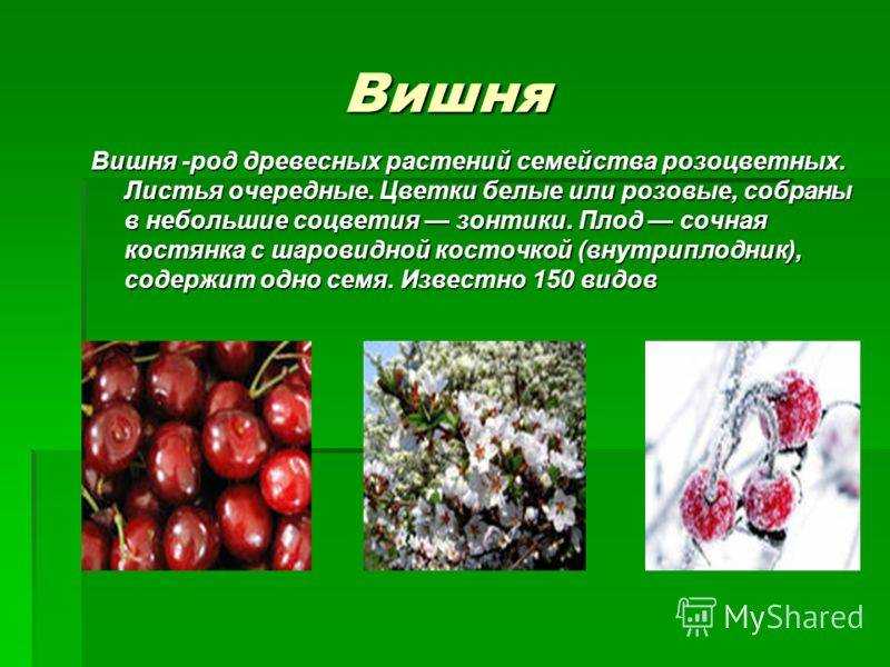 Какое значение имеют плоды. Рассказ о вишне. Сообщение о вишне. Доклад про вишню. Презентация на тему вишня.