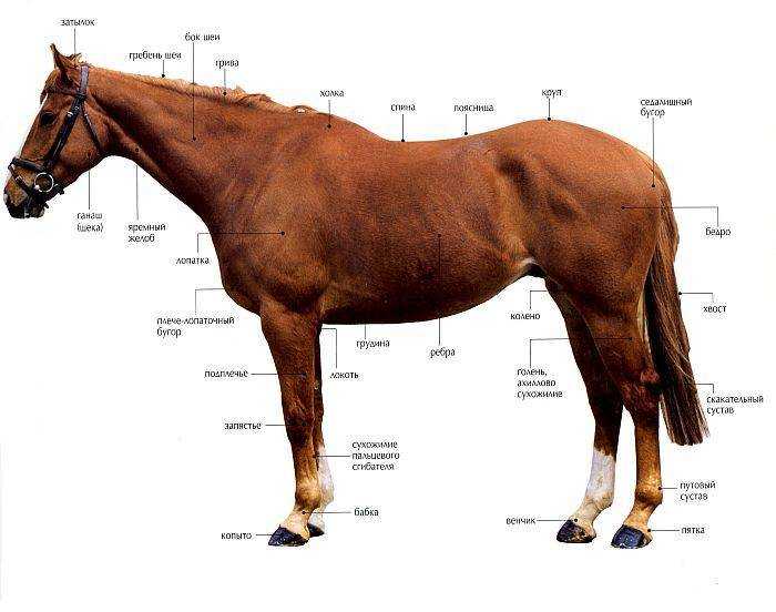 Теперь ученые знают, когда именно одомашнили лошадь