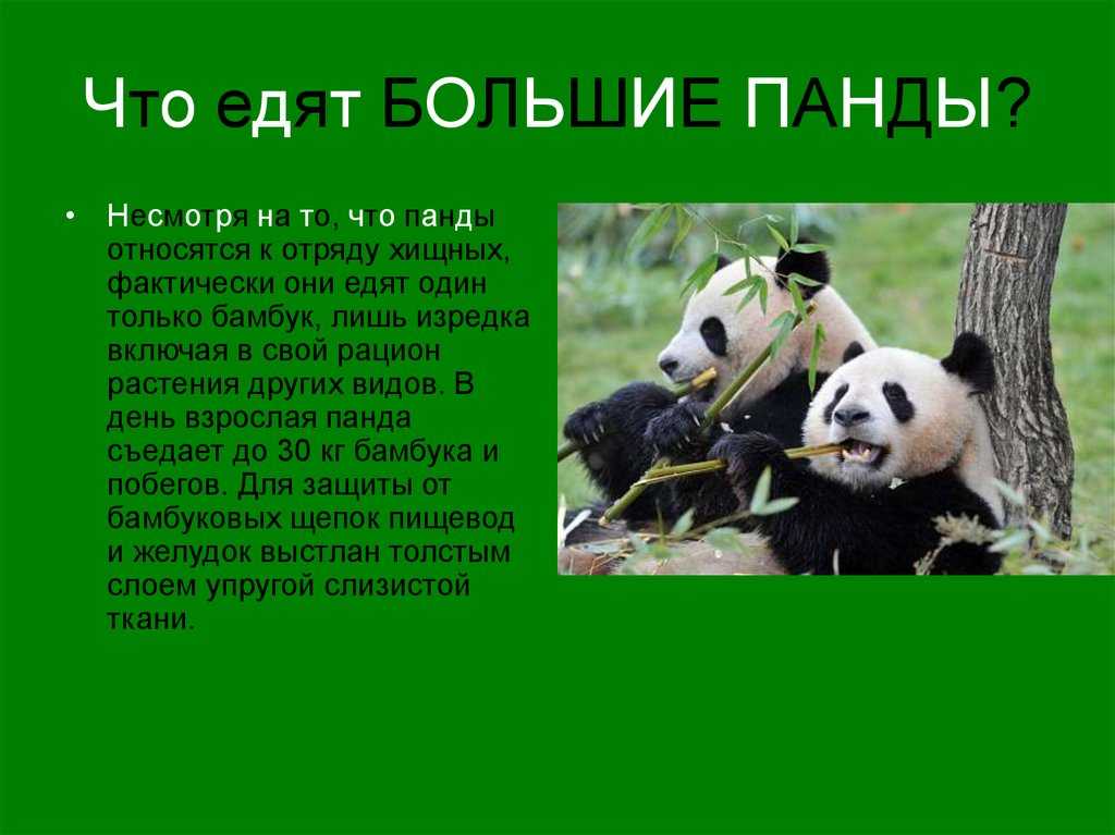 Все те луки что вокруг панда собирает. Чем питается Панда. Чем питается большая Панда. К чему относится Панда. Классификация панды.