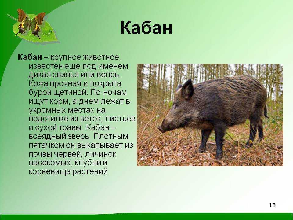 Какие звери встречаются в краснодарском крае. Кабан описание. Сообщение о кабане. Доклад про кабана. Кабан описание животного.