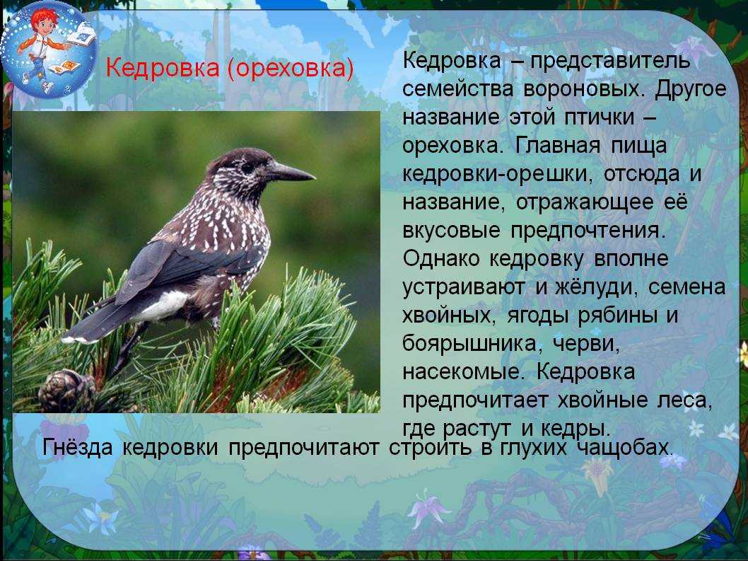 Птицы 4 класс. Кедровка птица описание. Интересные факты о Кедровке. Птица Кедровка интересные факты. Кедровка описание.