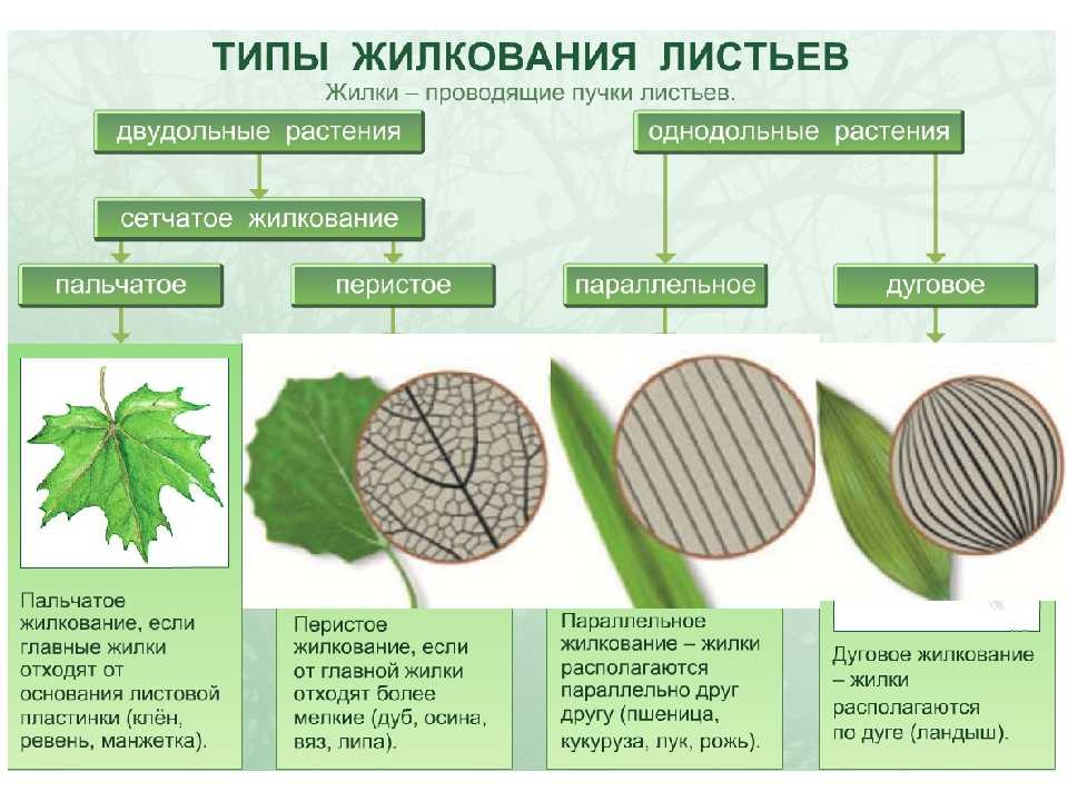 Жилкование сетчатое или дуговое. Жилкование листьев таблица. Типы жилкования листьев у растений. Перисто сетчатое жилкование листовой пластинки. Класс двудольные жилкование листьев.