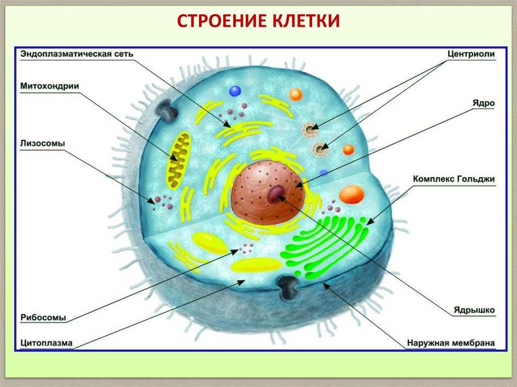 Схема строительной клетки биология