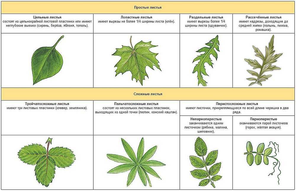 Листья садовых растений картинки с названиями