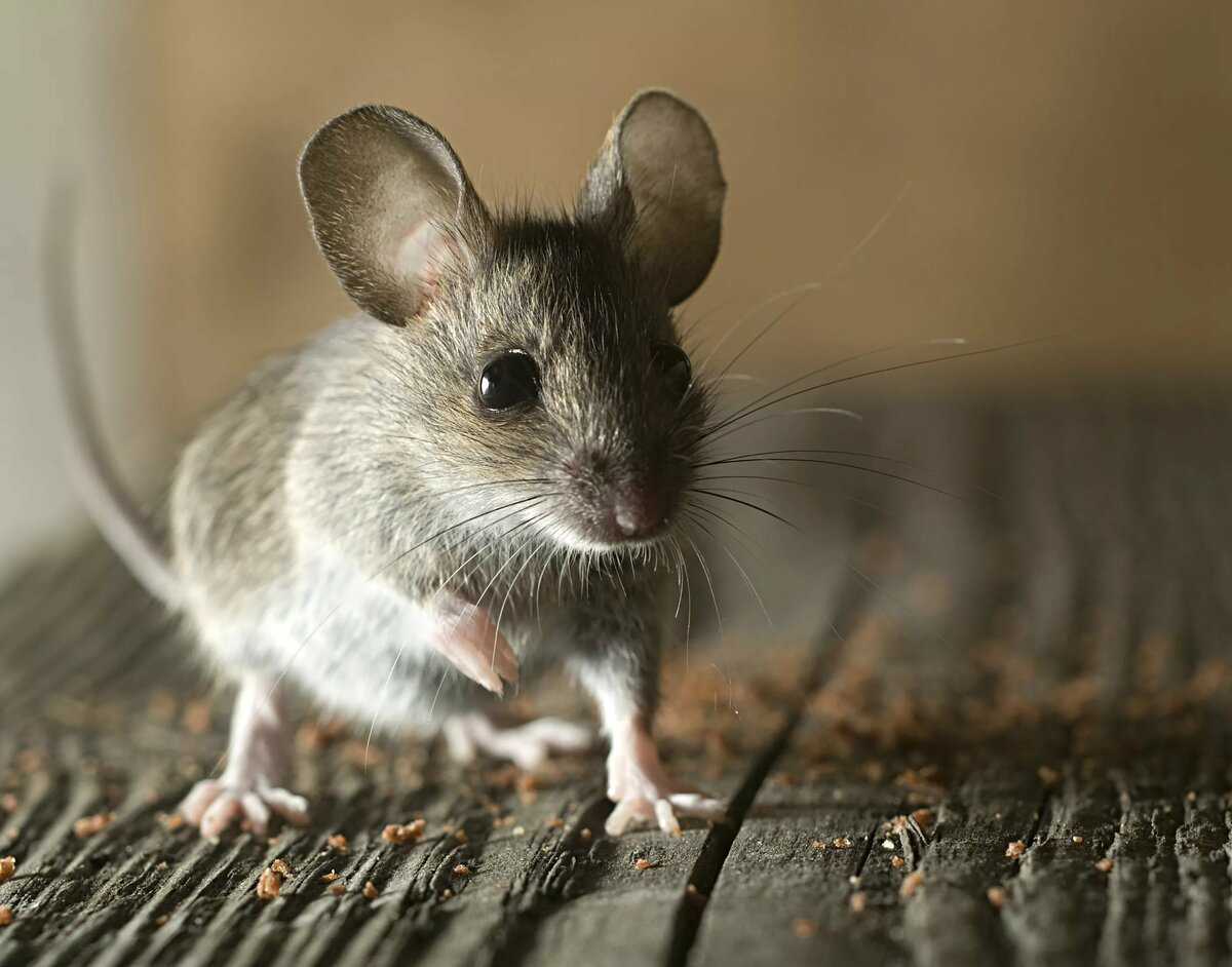 Мышь фото животного