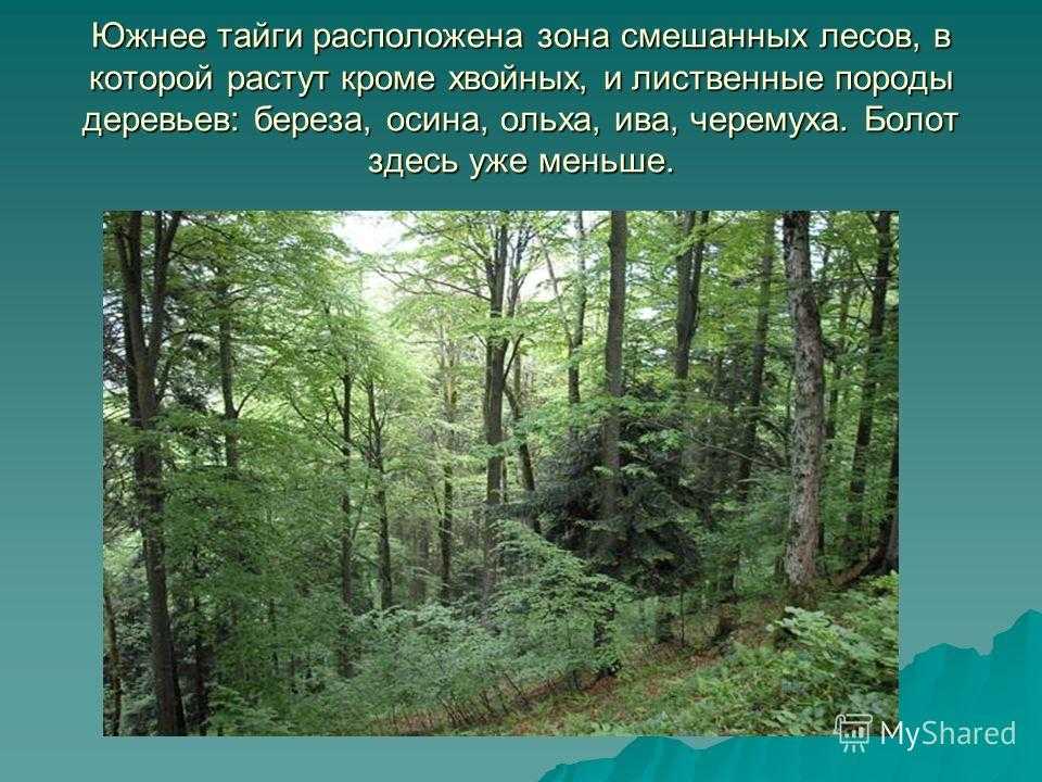 Лесная зона занимает большую часть климатического. Хвойные смешанные широколиственные леса России. Лесная зона Тайга смешанные леса широколиственные леса. Широколиственные леса презентация. Леса России презентация.
