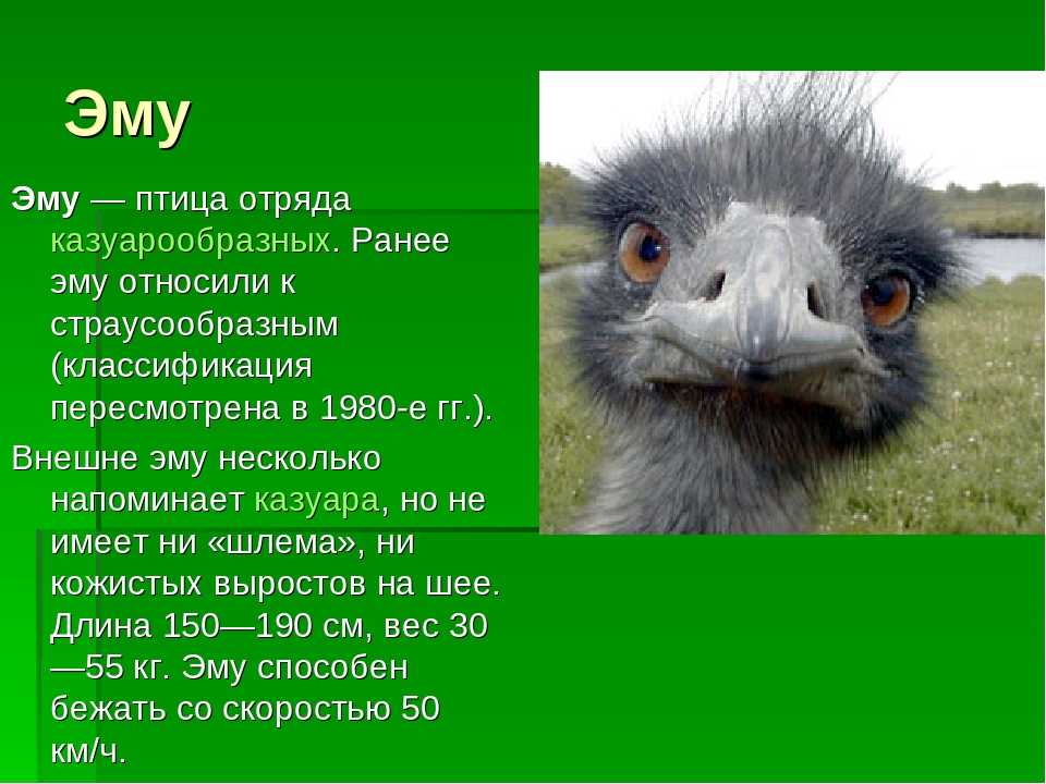 Презентация про страуса