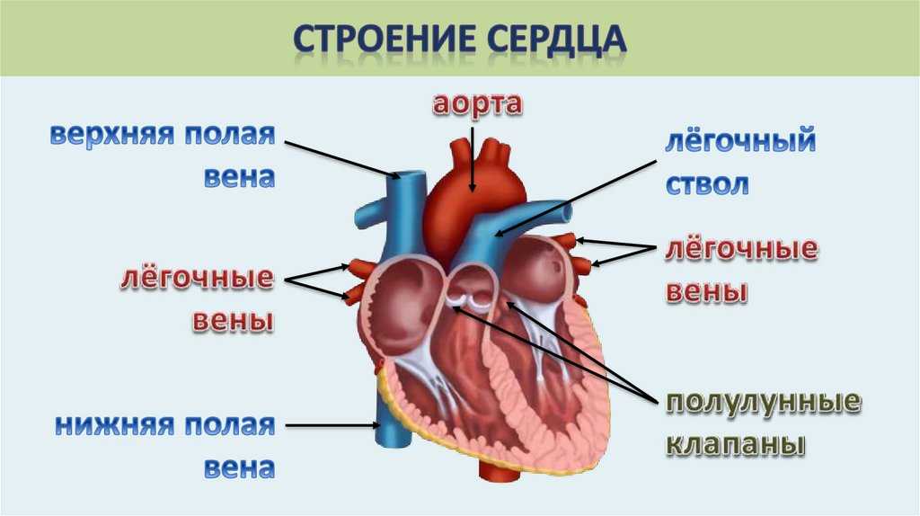 Работа сердца рисунок