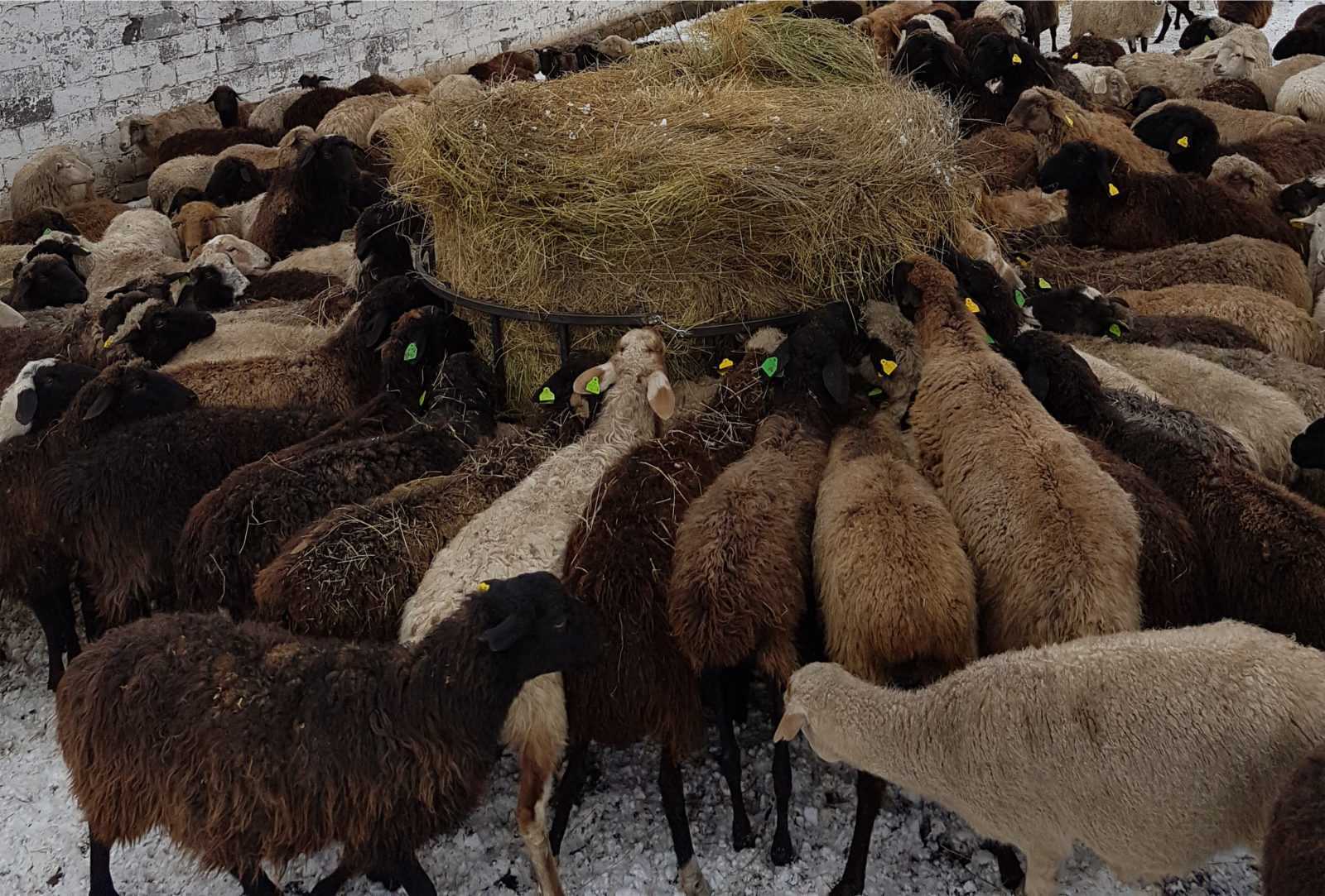 Откорм ягнят. Арашан овцы. Овцы на зимнем пастбище. Овцы зимой. Баран производитель.