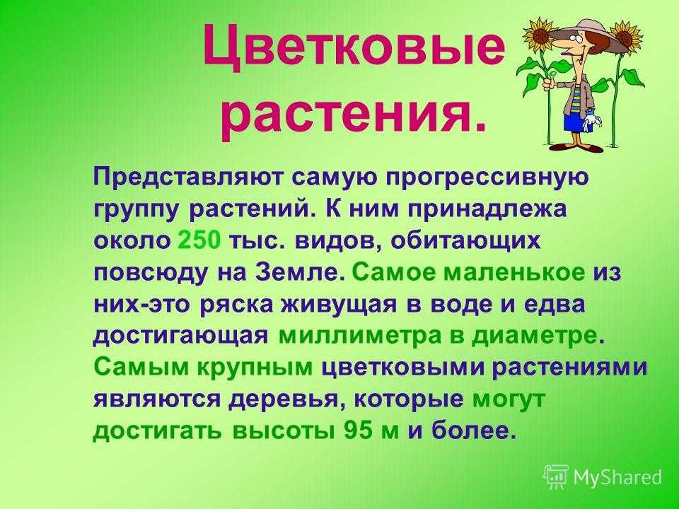 Презентация на тему цветковые растения