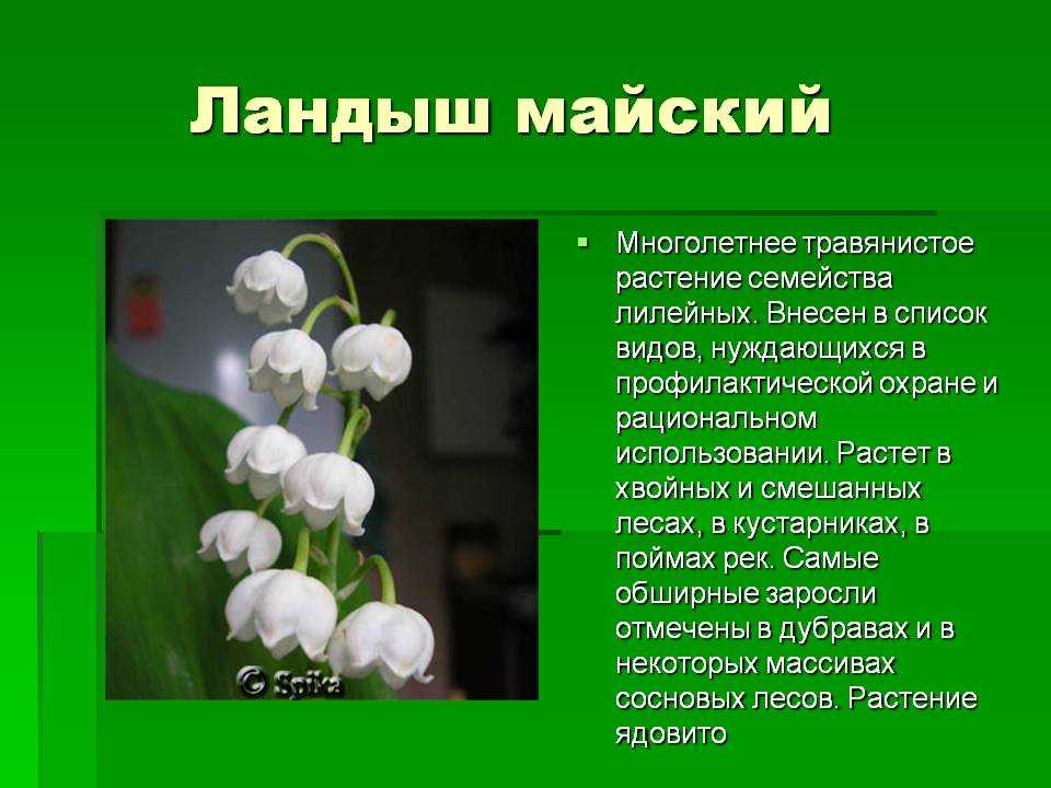 Сообщение про растение. Жизненный цикл ландыша майского. Проклассифицировать Ландыш Майский. Паспорт растения Ландыш Майский. Майский Ландыш ядовитый или.