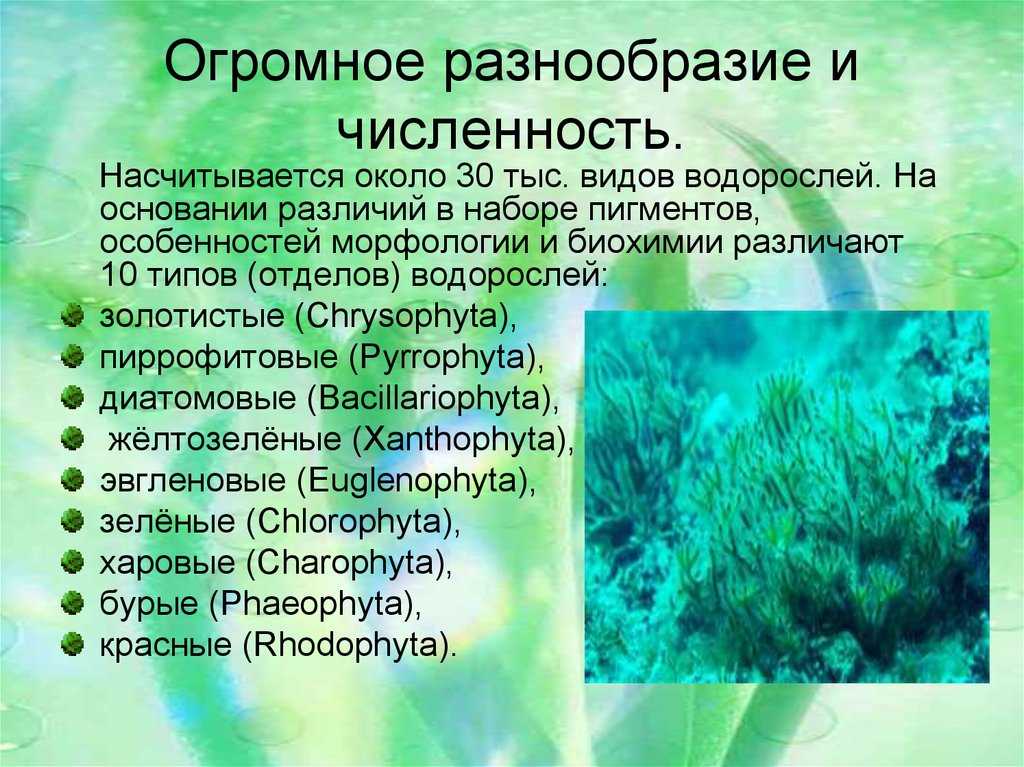 Какое значение бурых водорослей в жизни человека. Разнообразие водорослей. Водоросли биология. Водоросли, основные понятия. Доклад про водоросли.