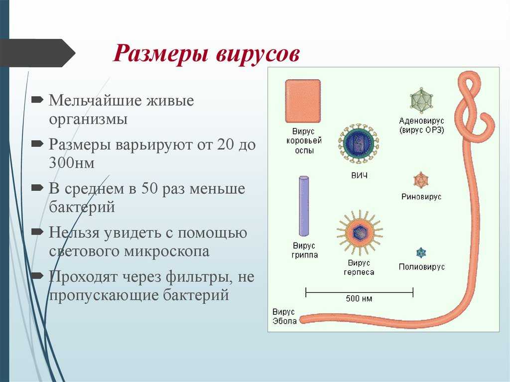 Природа вирусов. Размеры вирусов. Царство вирусы. Характеристика царства вирусов.