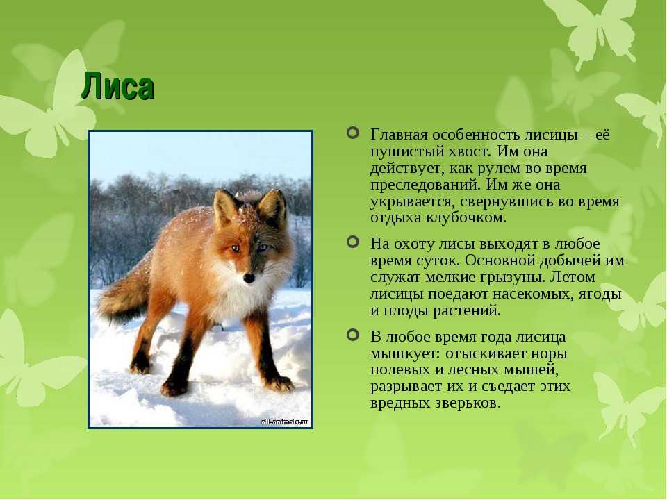 Про животных доклад 2 класс окружающий мир. Доклад о лисе. Доклад о лисах. Доклад про лисицу. Лиса описание.
