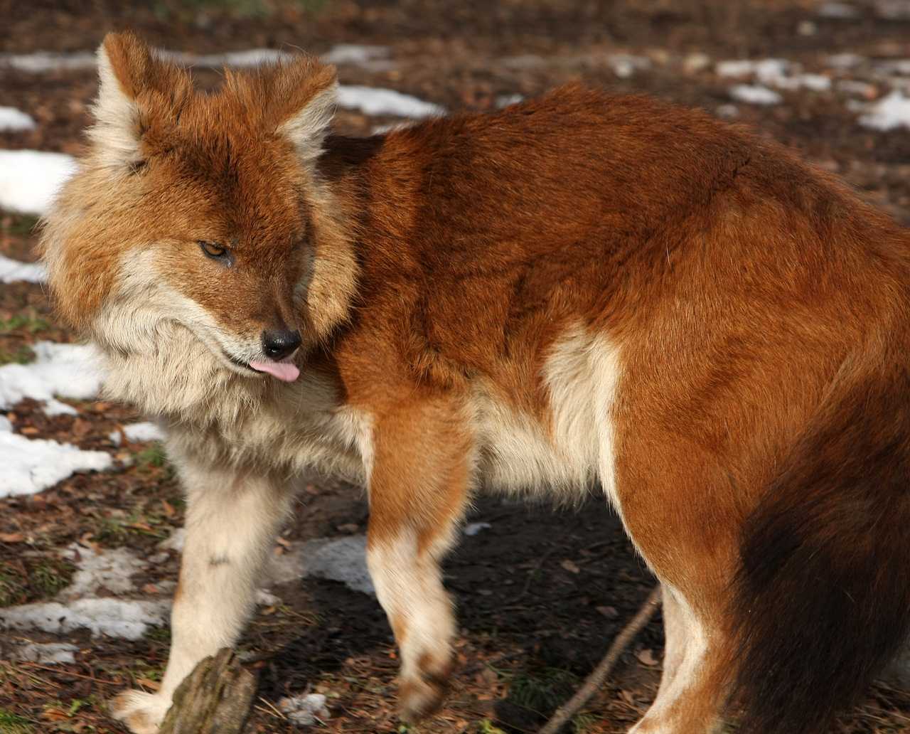 красный волк фото животного в хорошем качестве