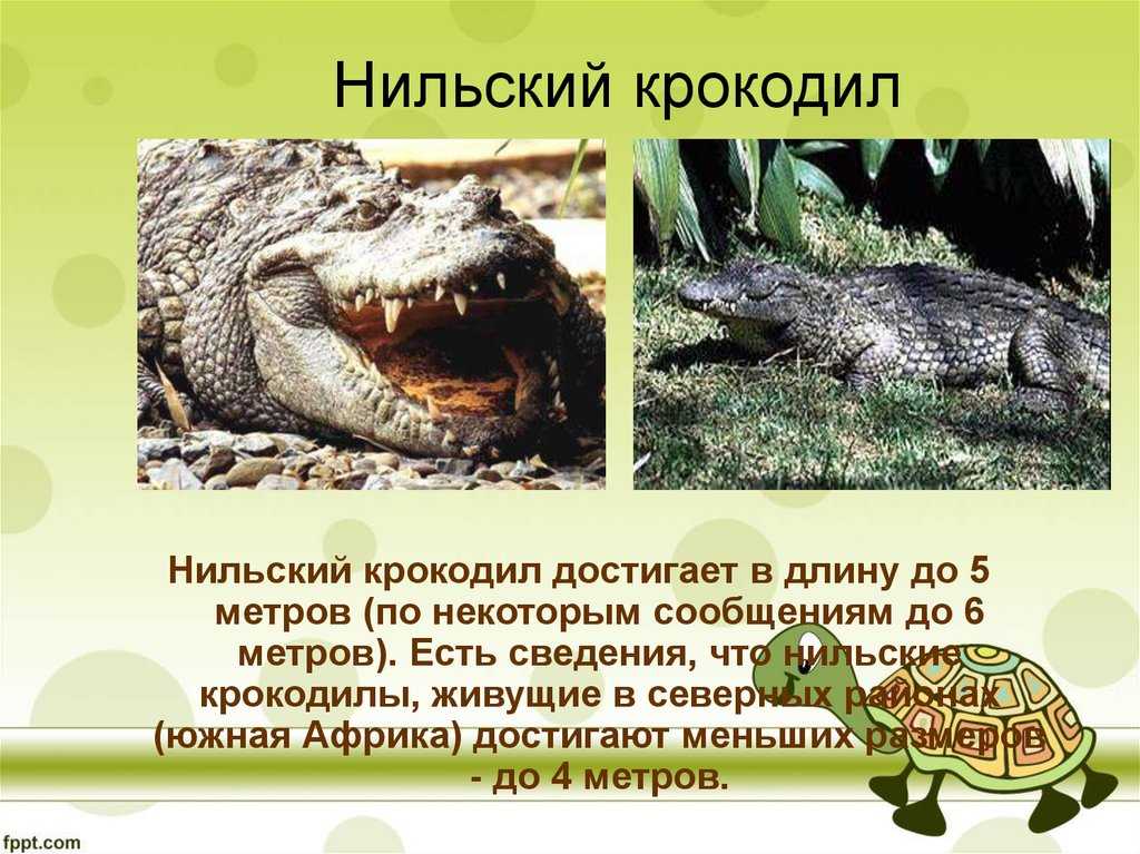 Крокодил млекопитающее или нет. Нильский крокодил среда обитания. Нильский крокодил пресмыкающееся или земноводное. Нильский или гребнистый крокодил. Нильский крокодил материк.