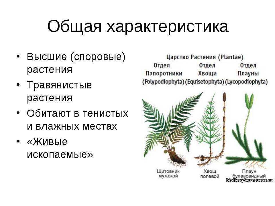 Примеры папоротниковых растений: признаки и строение