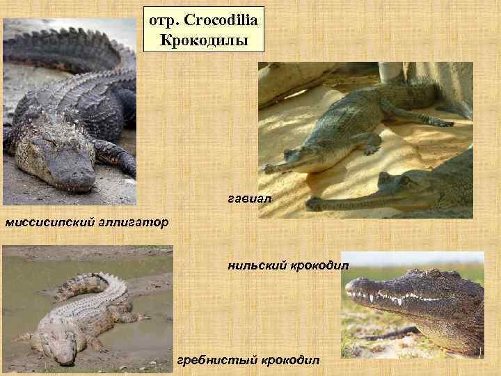 Опасен ли крокодил?