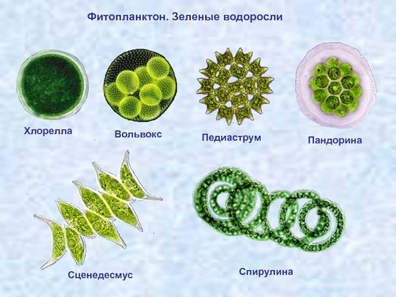 Одноклеточные водоросли фотосинтез. Фитопланктон зеленые водоросли. Зеленые водоросли вольвокс. Одноклеточные зеленые водоросли представители. Фитопланктон диатомовые водоросли.