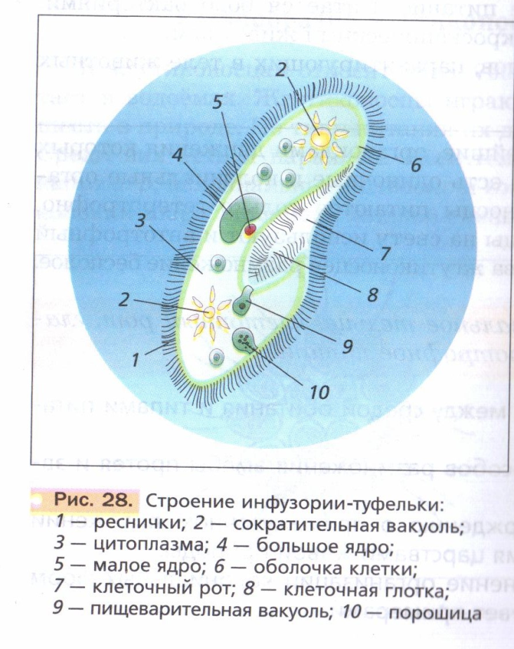 Простейшие строение рисунок