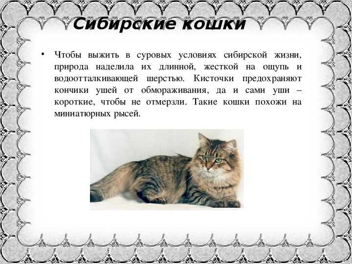 Проект породы кошек