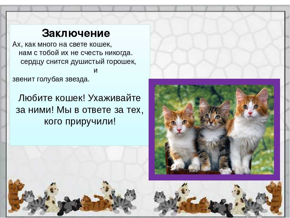 Презентация про кота 1 класс