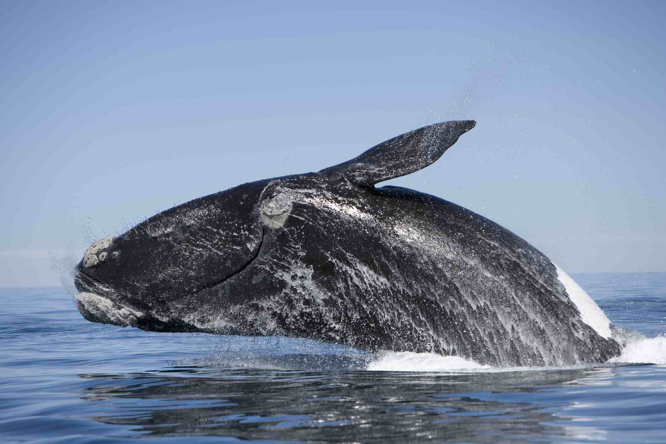 Северный гладкий кит