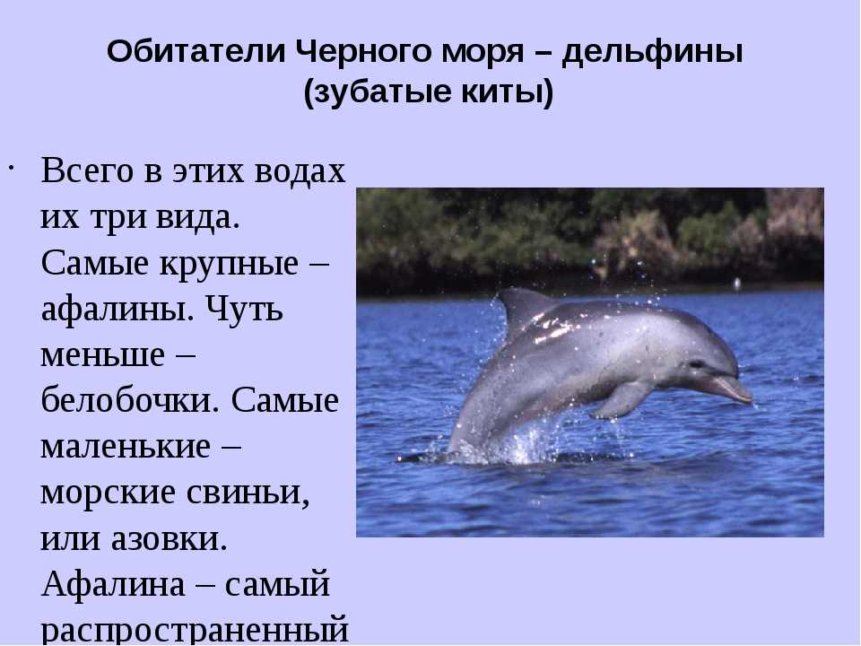 Звери расскажи что моря не. Обитатели черного моря. Обитатели черного моря дельфины. Обитатели моря на Черноморском побережье. Интересные факты о дельфинах.