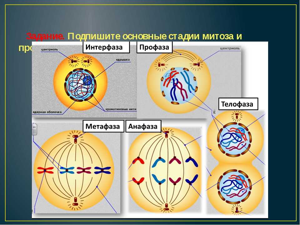 Фазы митоза клетки. Таблица деление клетки митоз 10 класс биология. Интерфаза профаза прометафаза метафаза анафаза митоза. Профаза метафаза анафаза телофаза. Профаза метафаза анафаза телофаза митоза кратко.