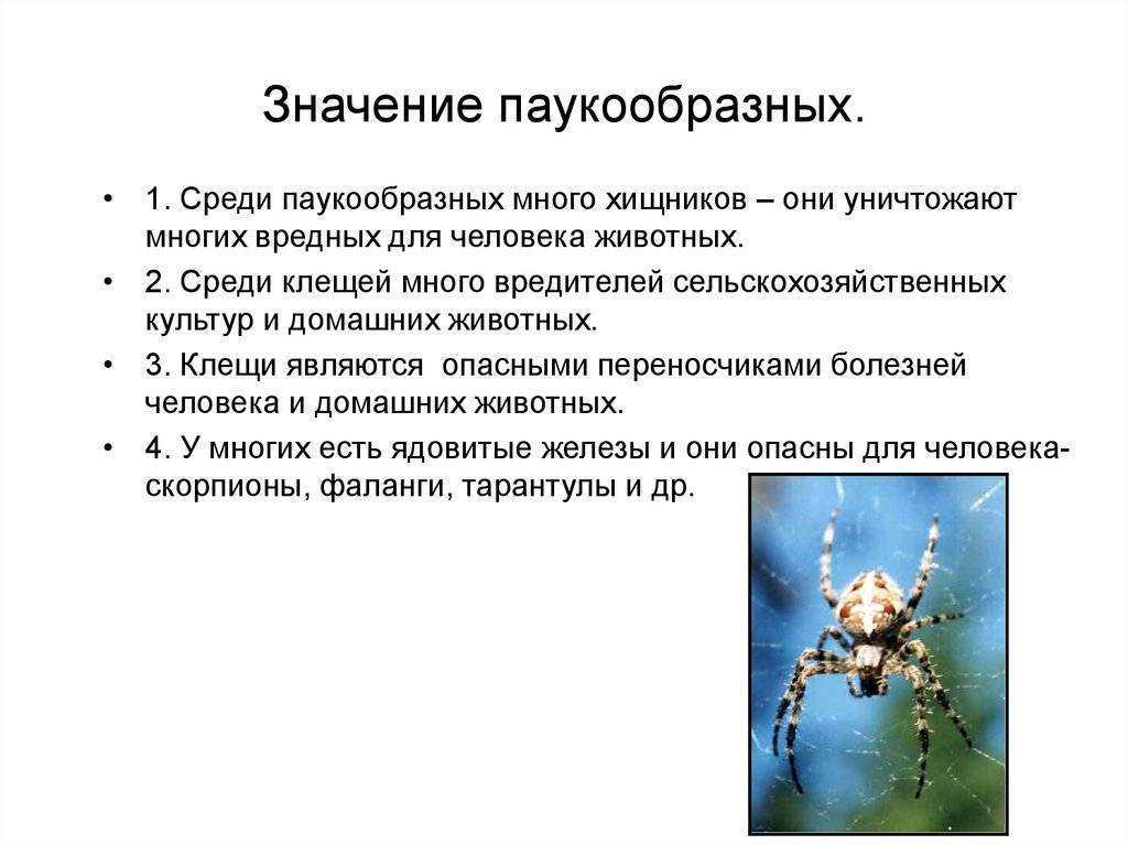 Класс паукообразные отряды. Значение паукообразных для человека. Значение паукообразных в природе и для человека. Функции паукообразных. Значение паукообразных в природе.