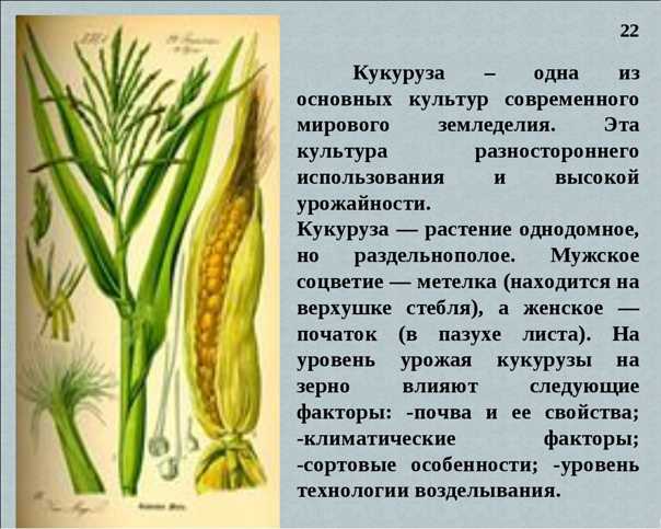 Культурное растение доклад 3 класс окружающий мир