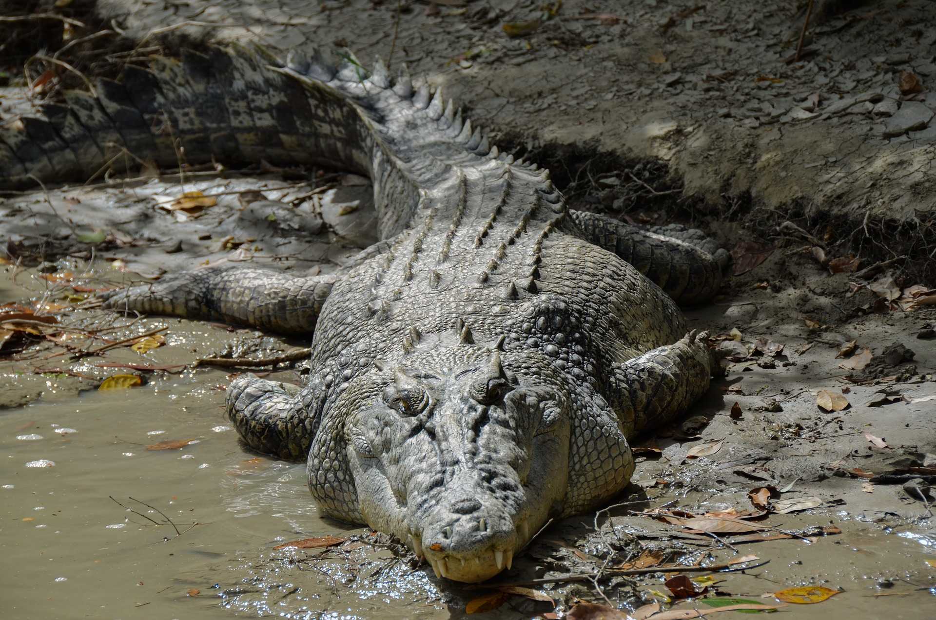 Крокодил самый опасный речной. Гребнистый крокодил. Морской гребнистый крокодил. Гребнистый крокодил в Австралии.