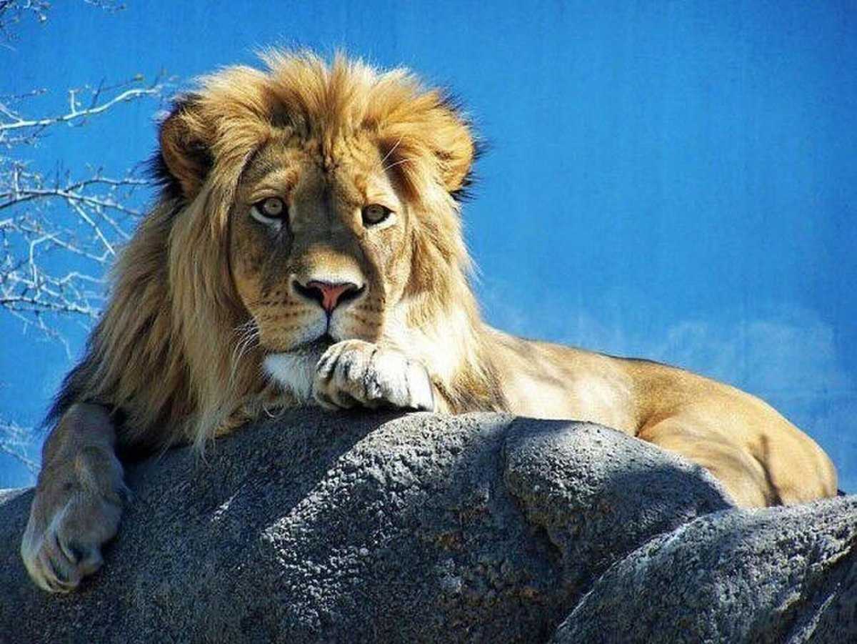 Самый красивый Лев в мире