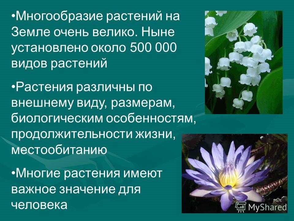 Сообщение разнообразие. Сообщение на тему разнообразие растений. Разнообразие растений доклад. Презентация на тему растения. Растения для презентации.