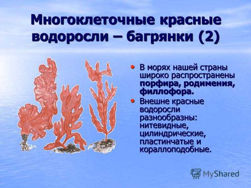 Водоросли общая характеристика презентация