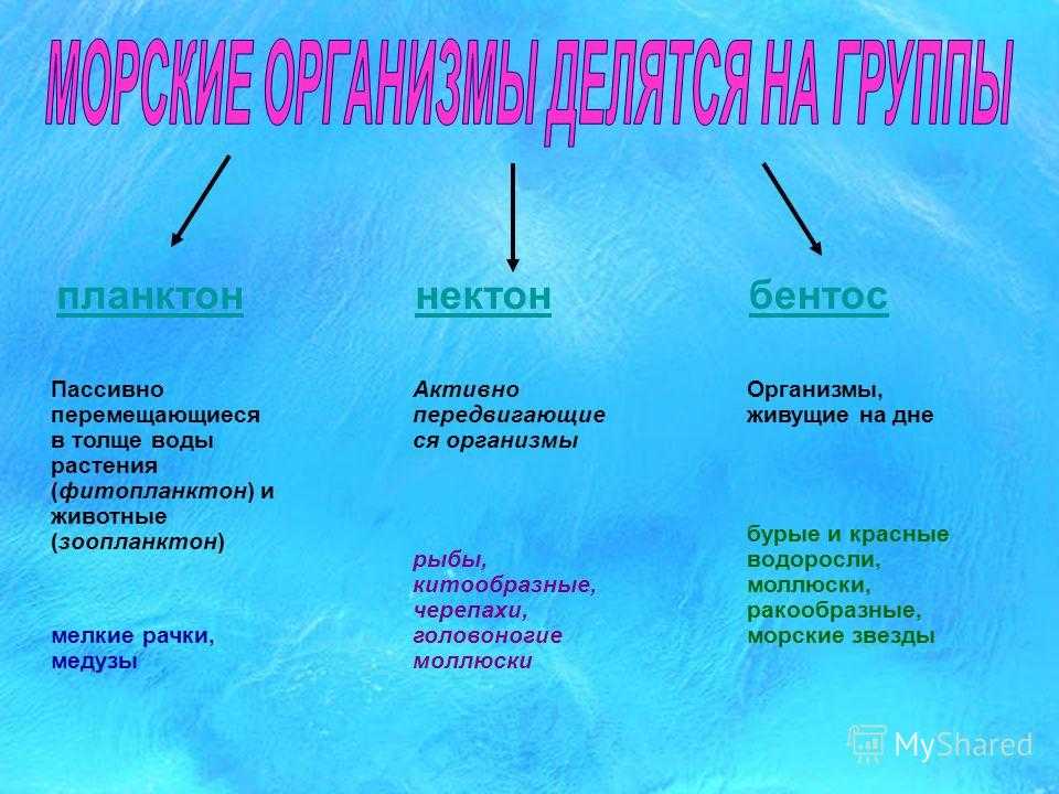 Три группы течений. Планктон Нектон бентос таблица. Бентос Планкитон Пентон. Планктон Нектон и ментос. Планктон примеры организмов.