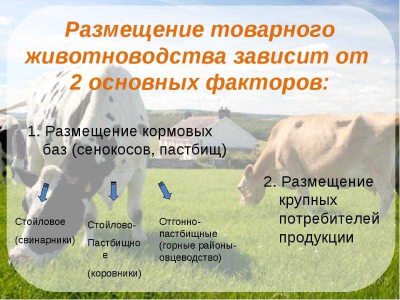 Животноводство природные зоны. Факторы размещения животноводства. Скотоводство факторы размещения. Отрасли сельского хозяйства. Факторы размещения животноводства в России.