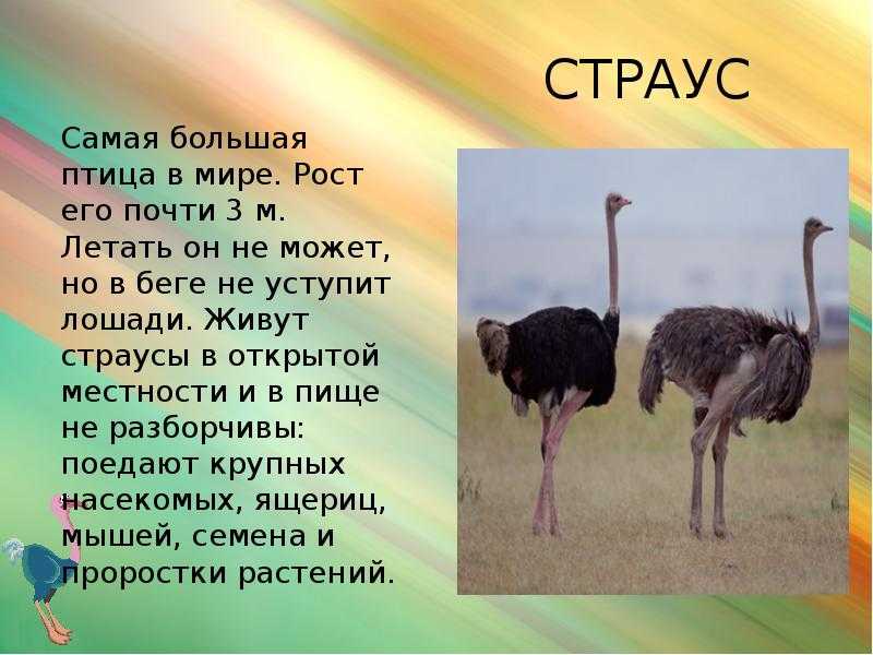 Презентация про страуса