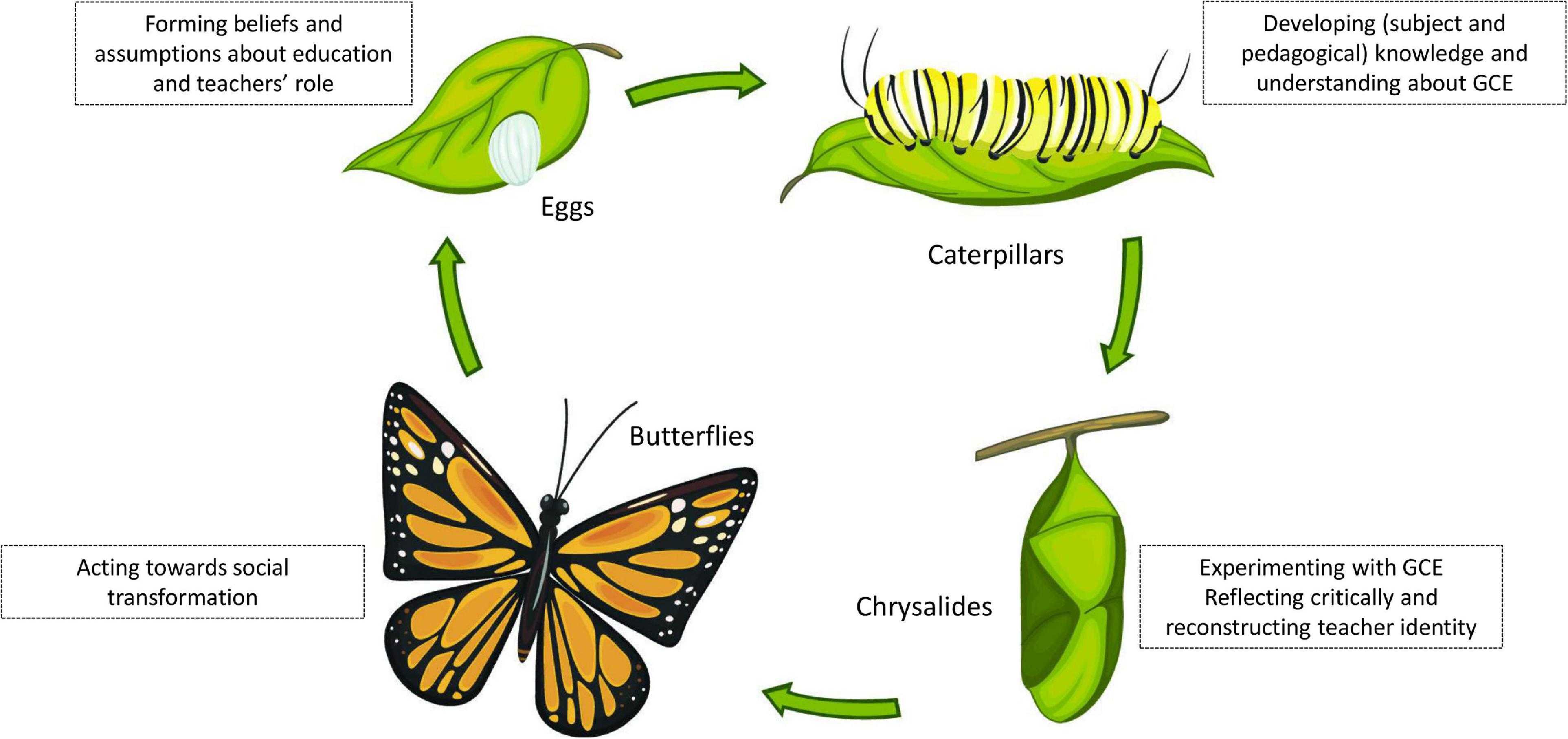 Стадии гусеница бабочка. Жизненный цикл бабочки схема. Цикл развития бабочки схема. Жизненный цикл бабочки для детей. Развитие бабочки схема 3 класс окружающий мир.