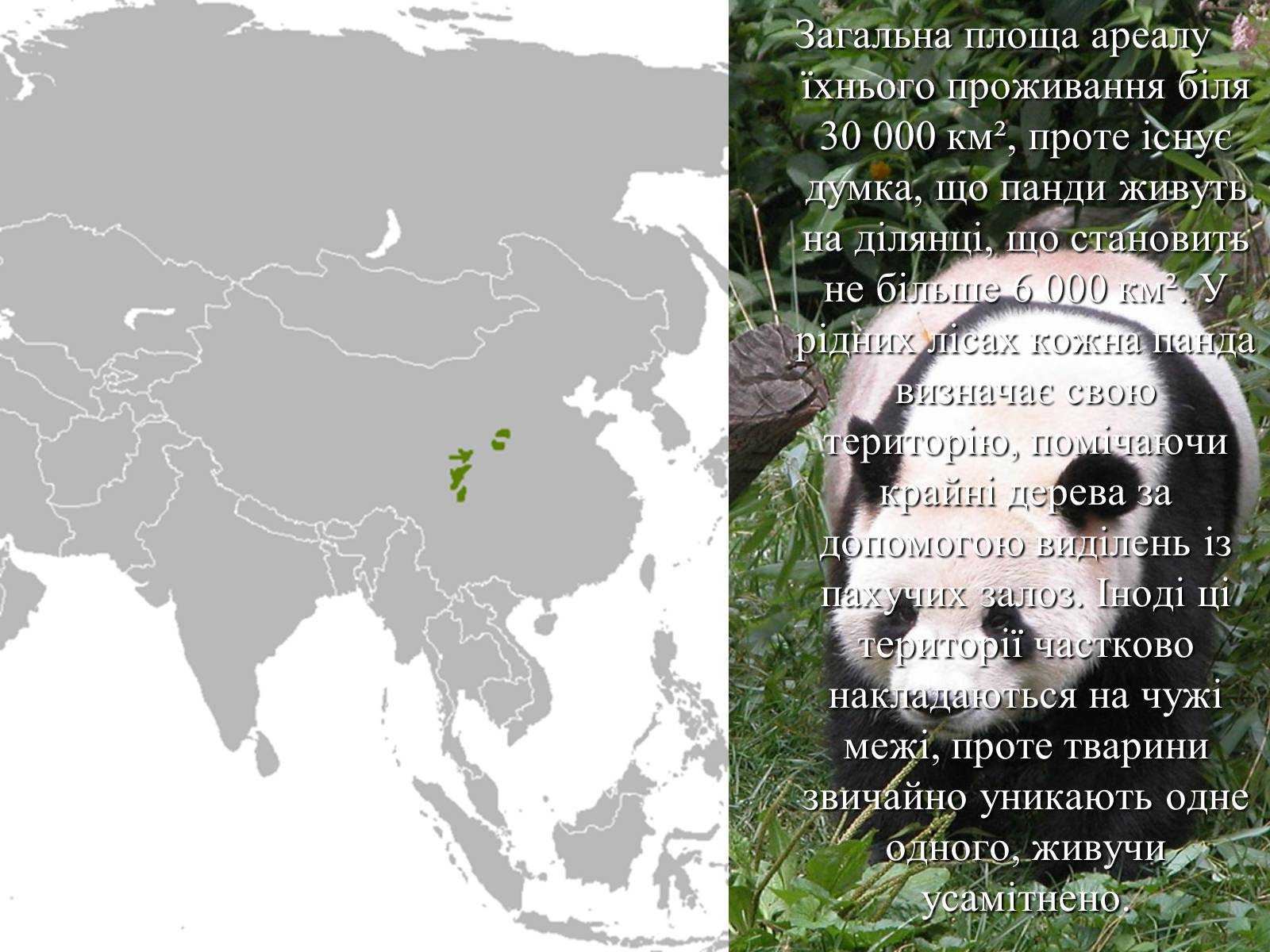 Где живет панда на каком