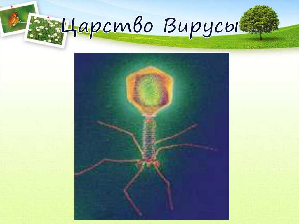 Вирусы биология 5 класс презентация. Царство вирусы. Вирусы это живые организмы. Царства живых организмов вирусы. Царства вирусы биология.