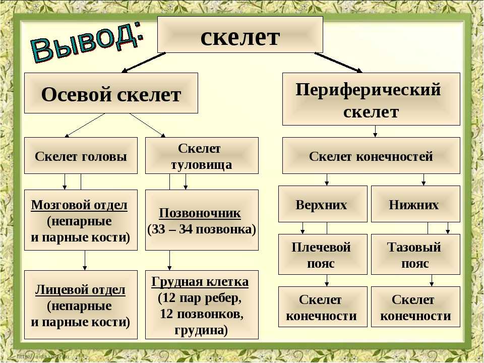 Схема отделы скелета