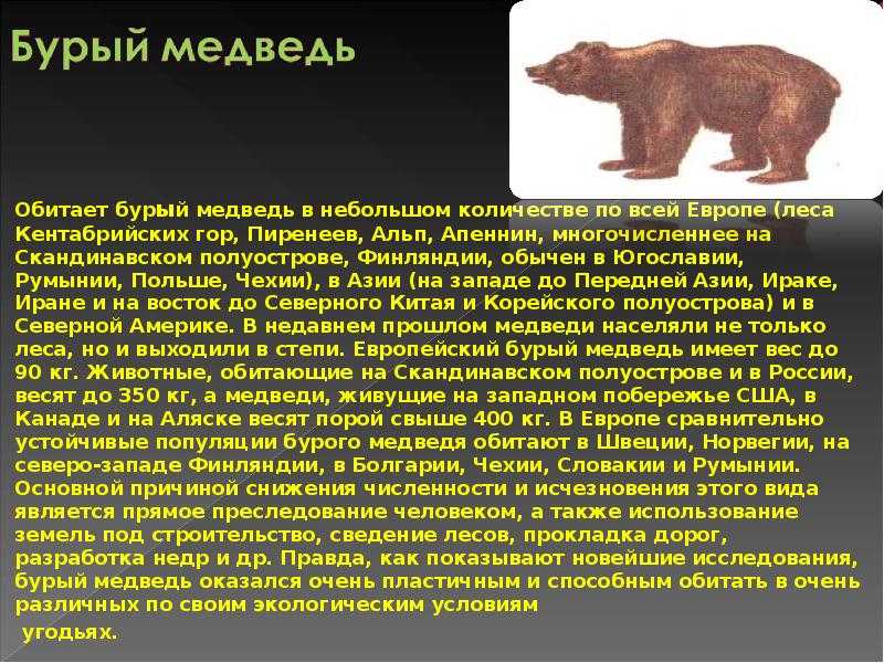 Сочинение о медведе 5 класс. Сообщение о медведе. Доклад о медведях. Бурый медведь характеристика. Рассказ о медведе.