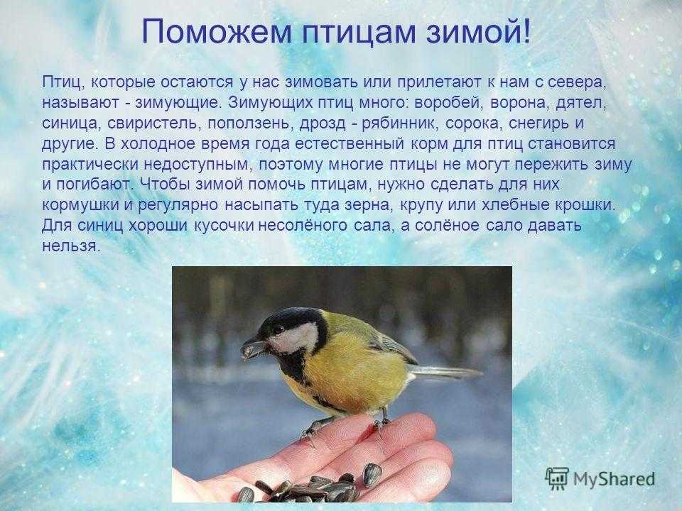 Содержание синиц. Лазоревка зимующая птица. Поможем зимующим птицам. Помогайте птицам зимой. Сочинение зимующие птицы.